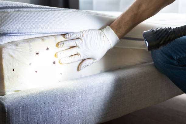 Wasp Removal Services in Smethport, PA