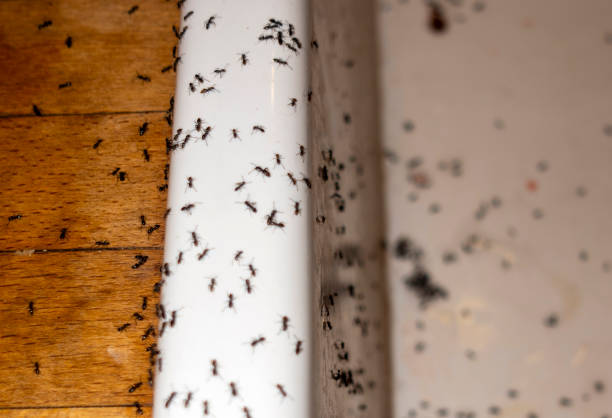 Best Insect Control  in Smethport, PA